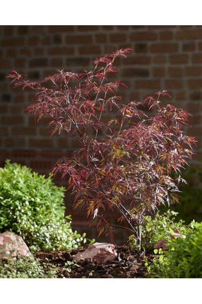 Acer palmatum Royal Garnet